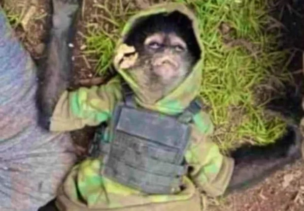 Macaco que foi morto em troca de tiros de policiais e bandidos no México