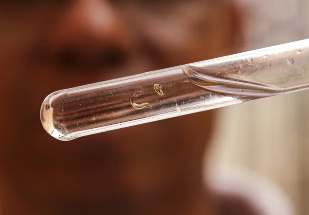 Larvas do mosquito transmissor da dengue