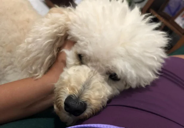 Capuccino, poodle desaparecido